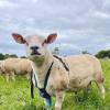 Breeding Ram Crayon