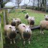Sheep Marking Dye