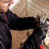 Electric Sheep Hoof Trimmer