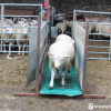 Sheep Footbath Foam System
