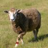Sheep Identification Fetlock Band
