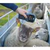 RFID Electronic Sheep Ear Tag