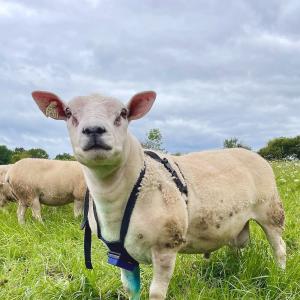 Breeding Ram Crayon - SHEWUYOU Livestock Equipment