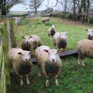 Sheep Marking Dye - SHEWUYOU Livestock Equipment