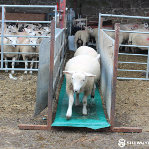 Sheep Footbath Foam System - SHEWUYOU Livestock Equipment