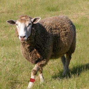 Sheep Identification Fetlock Band - SHEWUYOU Livestock Equipment