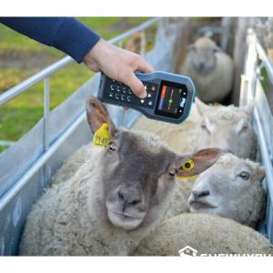 RFID Electronic Sheep Ear Tag - SHEWUYOU Livestock Equipment