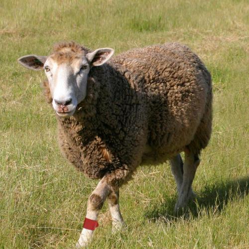 Sheep Identification Fetlock Band - SHEWUYOU Livestock Equipment
