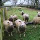 Sheep and Goat Identification