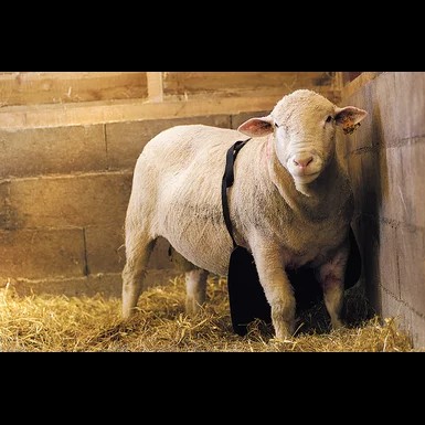Teaser Ram Anti-Mating Apron - SHEWUYOU Livestock Equipment