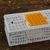Live Chicken Transport Crate