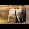 Teaser Ram Anti-Mating Apron