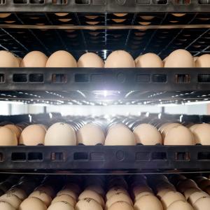 Hatching Egg Heat Treatment Incubator - SHEWUYOU Livestock Equipment