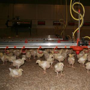 Retrofit High-Pressure Waterline Pulse Cleaning System - SHEWUYOU Livestock Equipment
