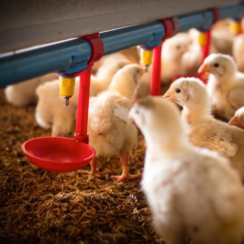 Chick Low-Flow Nipple Drinking Line - SHEWUYOU Livestock Equipment