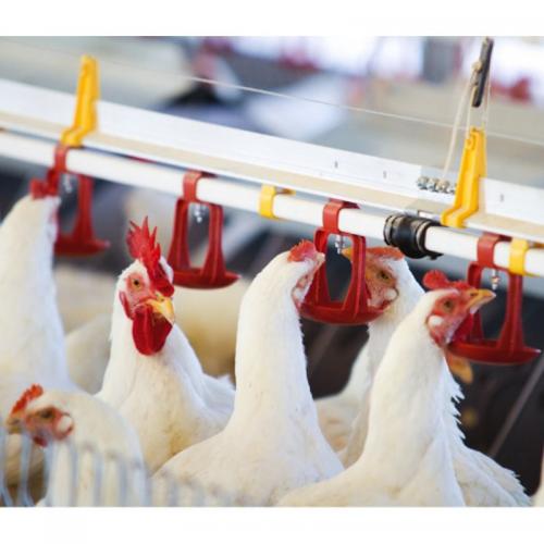 Breeder Nipple Drinking Line System - SHEWUYOU Livestock Equipment