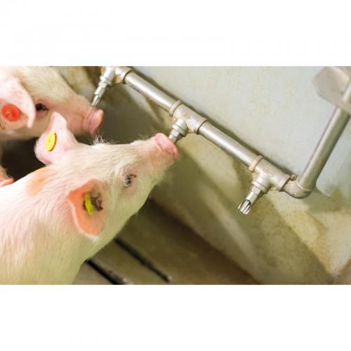 Swine Nipple Drinking Water Line - SHEWUYOU Livestock Equipment