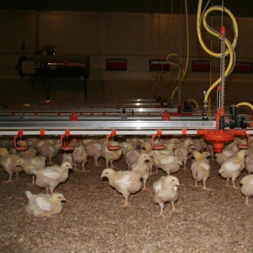 Retrofit High-Pressure Waterline Pulse Cleaning System - SHEWUYOU Livestock Equipment