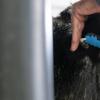 Cattle BVD Ear Notch Sampling Kit