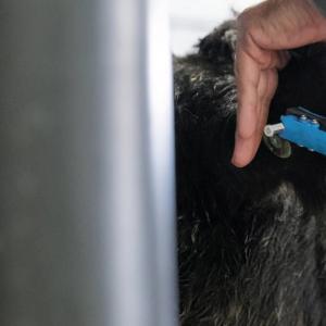 Cattle BVD Ear Notch Sampling Kit - SHEWUYOU Livestock Equipment
