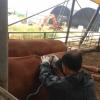 Beef Cattle Loin Eye Area and Muscle Depth Scanner