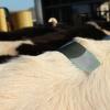 Cattle Estrus Detection Patch