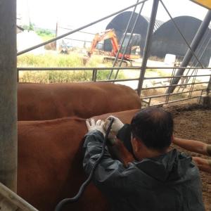 Beef Cattle Loin Eye Area and Muscle Depth Scanner - SHEWUYOU Livestock Equipment