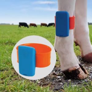 Smart Cow Heat Detection Pedometer - SHEWUYOU Livestock Equipment