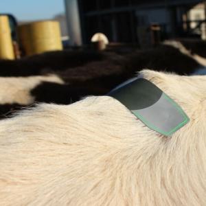 Cattle Estrus Detection Patch - SHEWUYOU Livestock Equipment