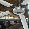 HVLS Livestock Ceiling Fan
