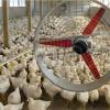 Smart Livestock Air Circulation System