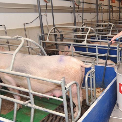 Electric Liquid Feed Cart - SHEWUYOU Livestock Equipment
