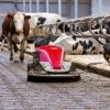 Robotic Manure Scraper for Slatted Dairy Floors
