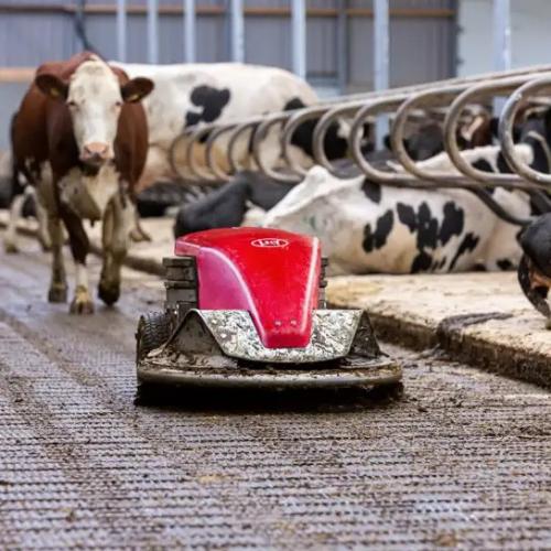 Robotic Manure Scraper for Slatted Dairy Floors - SHEWUYOU Livestock Equipment