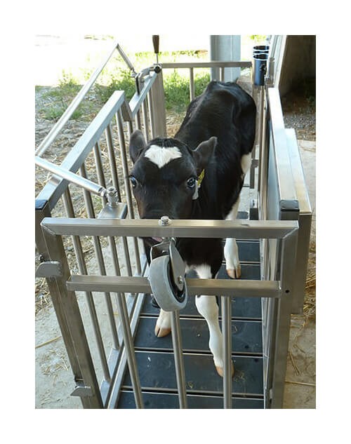 RFID Calf Identification Pen Scale - SHEWUYOU Livestock Equipment