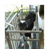 RFID Calf Identification Pen Scale