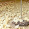 Hanging Automatic Broiler Weighing System