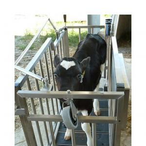 RFID Calf Identification Pen Scale - SHEWUYOU Livestock Equipment