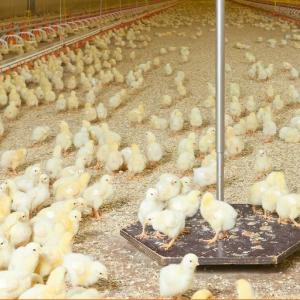 Hanging Automatic Broiler Weighing System - SHEWUYOU Livestock Equipment