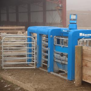 Five-Way Automatic Sheep Weighing Drafter - SHEWUYOU Livestock Equipment